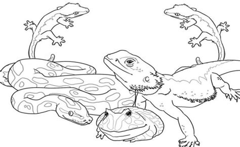 wild animals kids coloring pages  colouring pictures  print