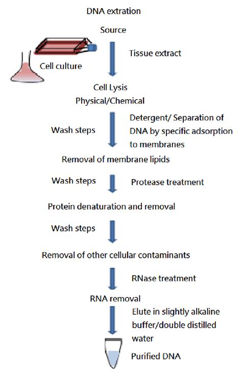 Basic Steps Involved In All Dna Extraction Methods Download