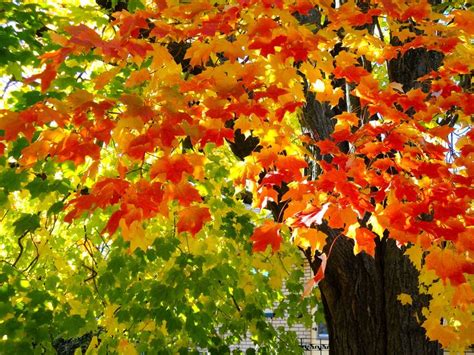 amazing maple tree autumn quebec city gemeinschaft