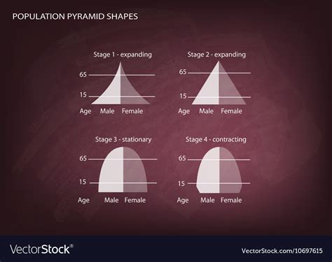 four types of population pyramids royalty free vector image