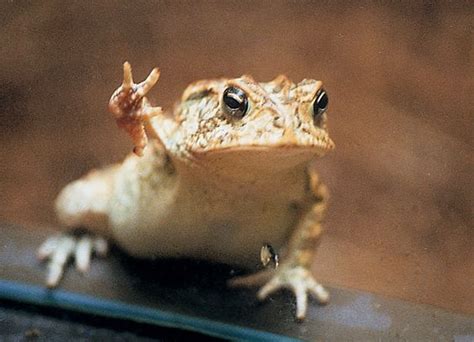 cute toads toad funniest  images pictures funny  cute