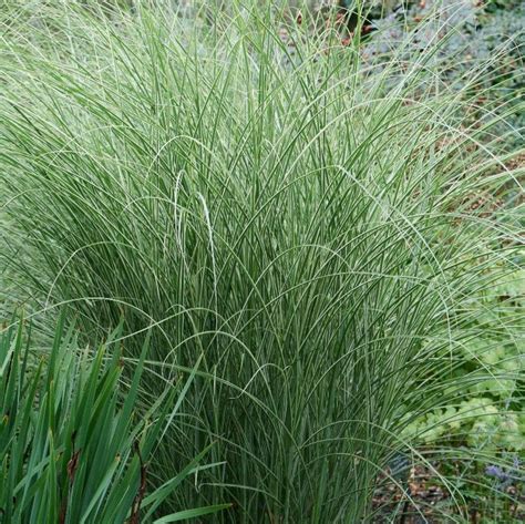 miscanthus sinensis morning light variegated maiden grass from