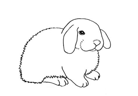 draw  floppy eared rabbit step  step easy animals  draw