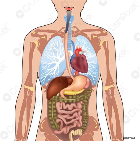 human body anatomy medical sectional structure man isolated stock vector  crushpixel
