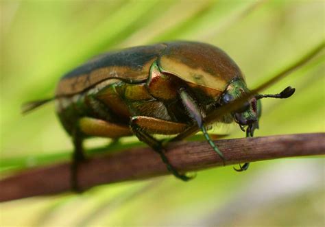 june beetle learn  nature