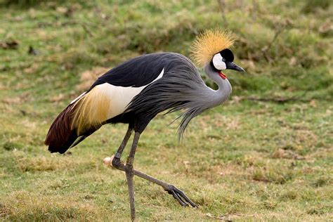 crane san diego zoo animals plants