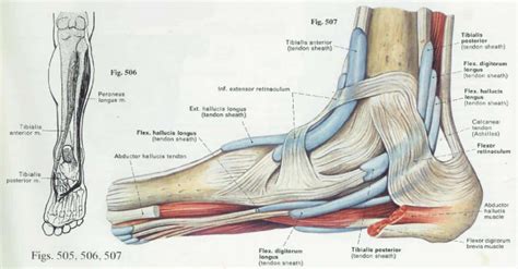 foot anatomy  function  elliots website