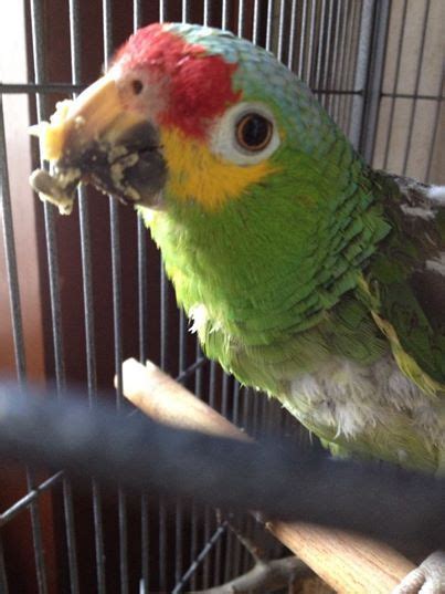 sweet terror  years  yellow cheek amazon parrot  adopted   august