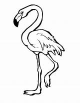 Flamingo Coloring Pages Clipart Outline Drawing Cartoon Flamingos Printable Color Bird Simple Print Cute Colouring Drawings Kids Animal Book Clipartmag sketch template