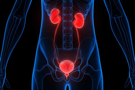 Urological Cancers Localised Prostate Cancer And Small Renal Masses
