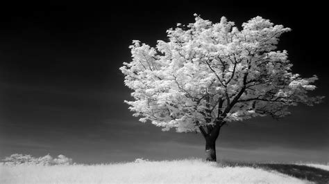 black white nature photograph nature photographs digital camera