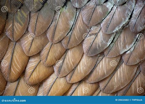 eagle feathers stock photography image