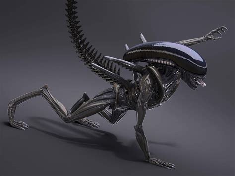 alien xenomorph  model  squir