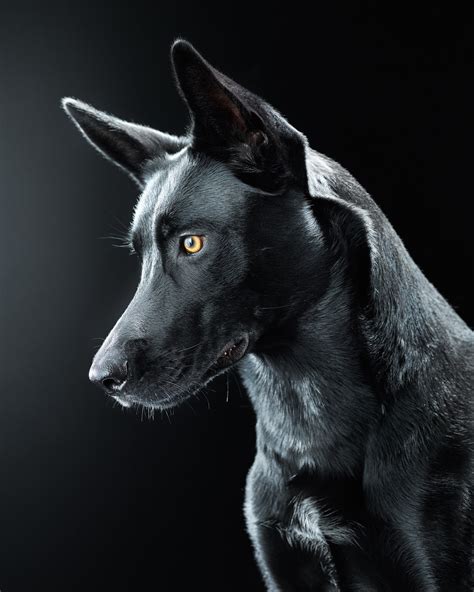 photo black dog animal black dog   jooinn
