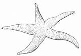 Starfish Coloring Drawing Pages Kids Star Printable Pencil Sea Template Sketch Fish Drawings Clipart Stars Cliparts Draw Bestcoloringpagesforkids Size Paintingvalley sketch template
