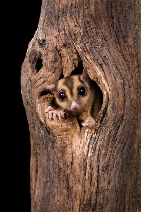 meet   savanna glider scientists  discovered sugar glider    species