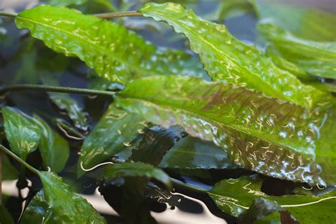 bh cryptocoryne cryptocorynes