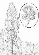 Pine Coloring Tree Pages Ponderosa Printable Trees Realistic Color Template Designlooter Sketch Supercoloring Comments 99kb 1440px 1020 sketch template