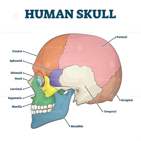 human skull  labeled  labels   bones   major