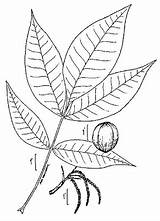 Pnd Ovata Carya Lvd Namethatplant Usda Nrcs Database Plants Hickory Shagbark Illustrated Wetland Flora Field Office Guide sketch template