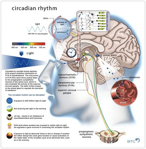 nobel prize  medicine awarded  discoveries   circadian rhythm  greanville post