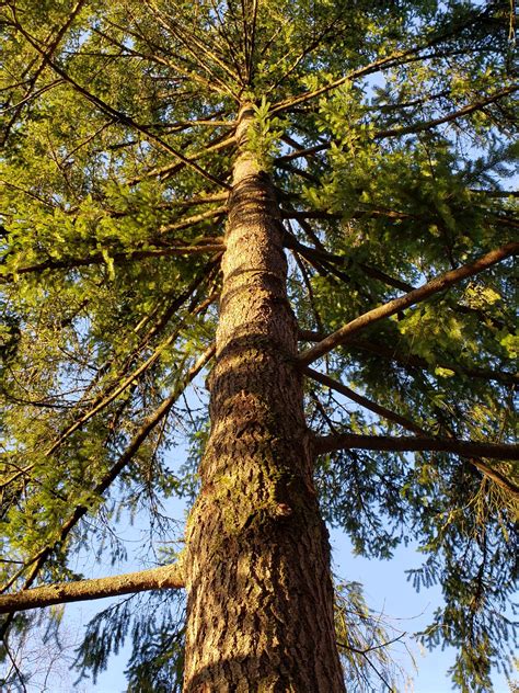 species highlight douglas fir   love  trees llc   love  trees llc