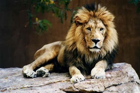 taronga zoo lion  indian
