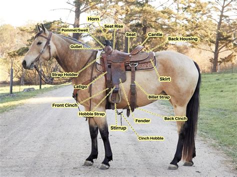 complete guide  western saddles