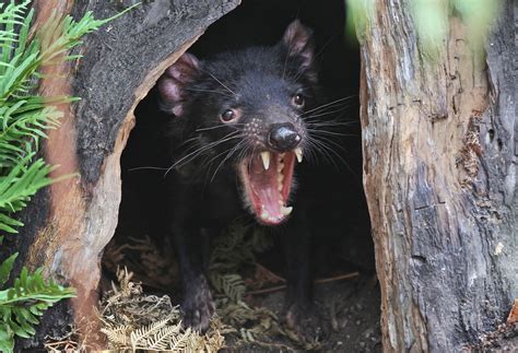 tasmanian devils reintroduced  mainland australia   years