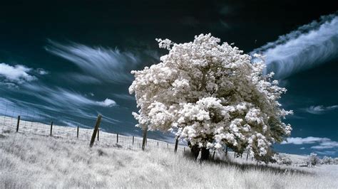 infrared filter   digital camera world