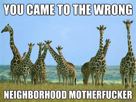 you came to the wrong neighborhood motherfucker giraffe neighborhood motherfucker quickmeme