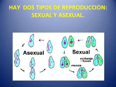 reproduccion asexual y sexual