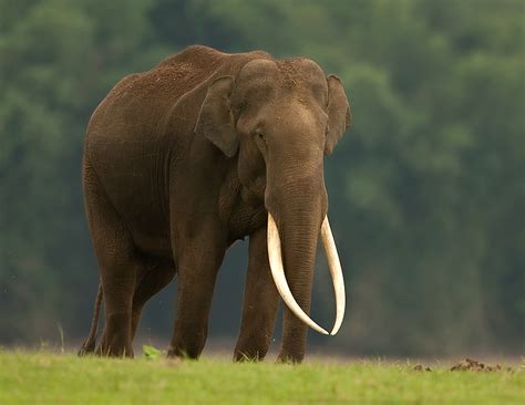 status   asiatic elephant elephas maximus  india conservation india