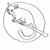 Aye Lemur Coloring Mouse Pages Getdrawings Getcolorings sketch template