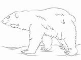 Ours Polaire Polare Orso Colorat Urs Cammina Orsi Ursul Polari Neige Animale Desene Stampare sketch template
