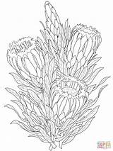 Protea Coloring Pages Flower Gladiolus Neriifolia Drawing Printable Drawings Color Colouring Outline Line Adult Template Supercoloring Sketch Designlooter Bouquet Sketches sketch template
