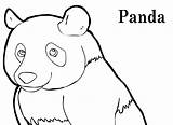 Panda Bear Coloring Printable Template Pages Templates Animal Print Premium sketch template