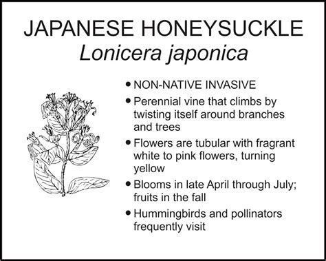 japanese honeysuckle smart garden signs