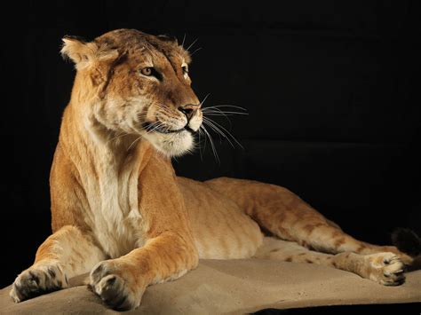 Maude The Tigon Rare Cross Between Tiger And A Lion Goes On Display At