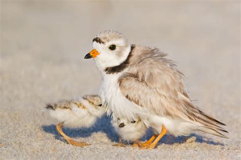shorebirds more likely to divorce after breeding