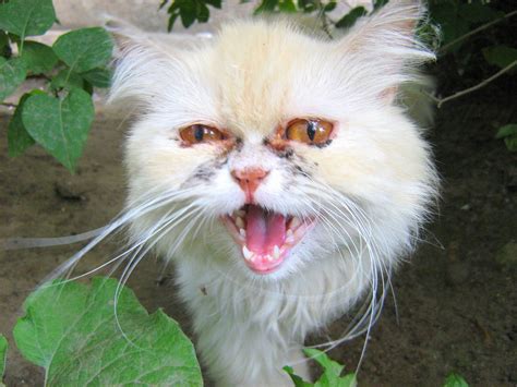 ugly white cat russian cats pictures