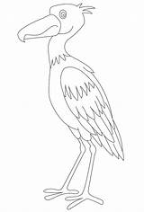 Shoebill Transylvania Stork sketch template