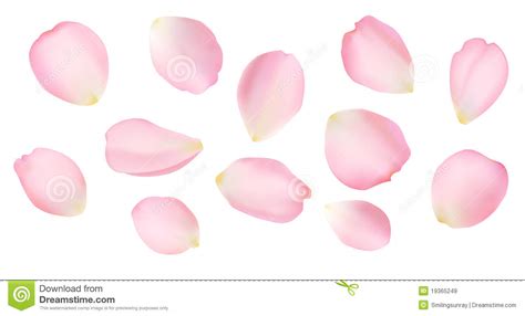 petals clipart   cliparts  images  clipground