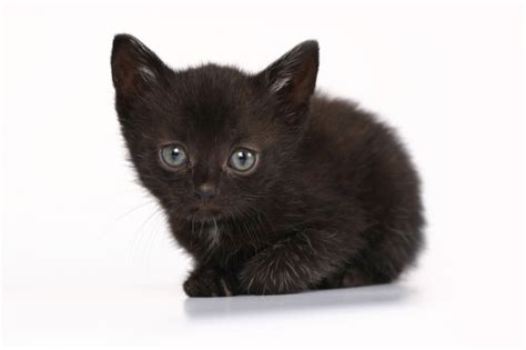 national black cat day 2016 15 adorable black cats and kittens metro news
