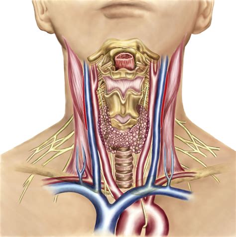 neck  throat anatomy diagram human anatomical nasal cavity throat anatomy medical model