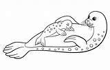 Seals Bestcoloringpagesforkids Pup Harp sketch template