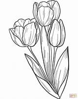 Tulips Bouquet Supercoloring sketch template