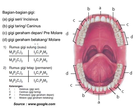 step  health expert  dental gambar  keterangan anatomi gigi