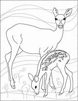 Deer Coloring Pages Dear Drawing Printable Animals Color 2601 Nicole Animal Wood Water Burned Signs Patterns Fawn sketch template