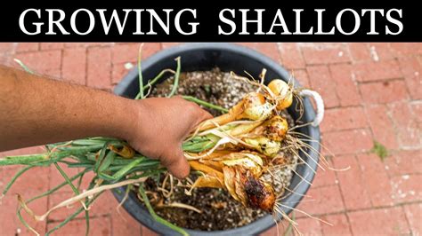 grow shallots growing shallots  containers  complete